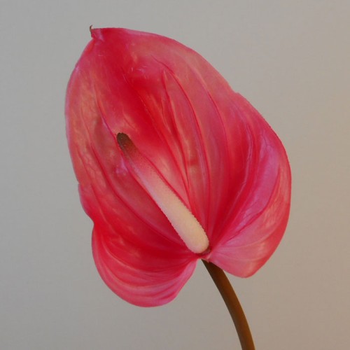 Real Touch Artificial Anthurium Pink 74cm Artificial Flowers
